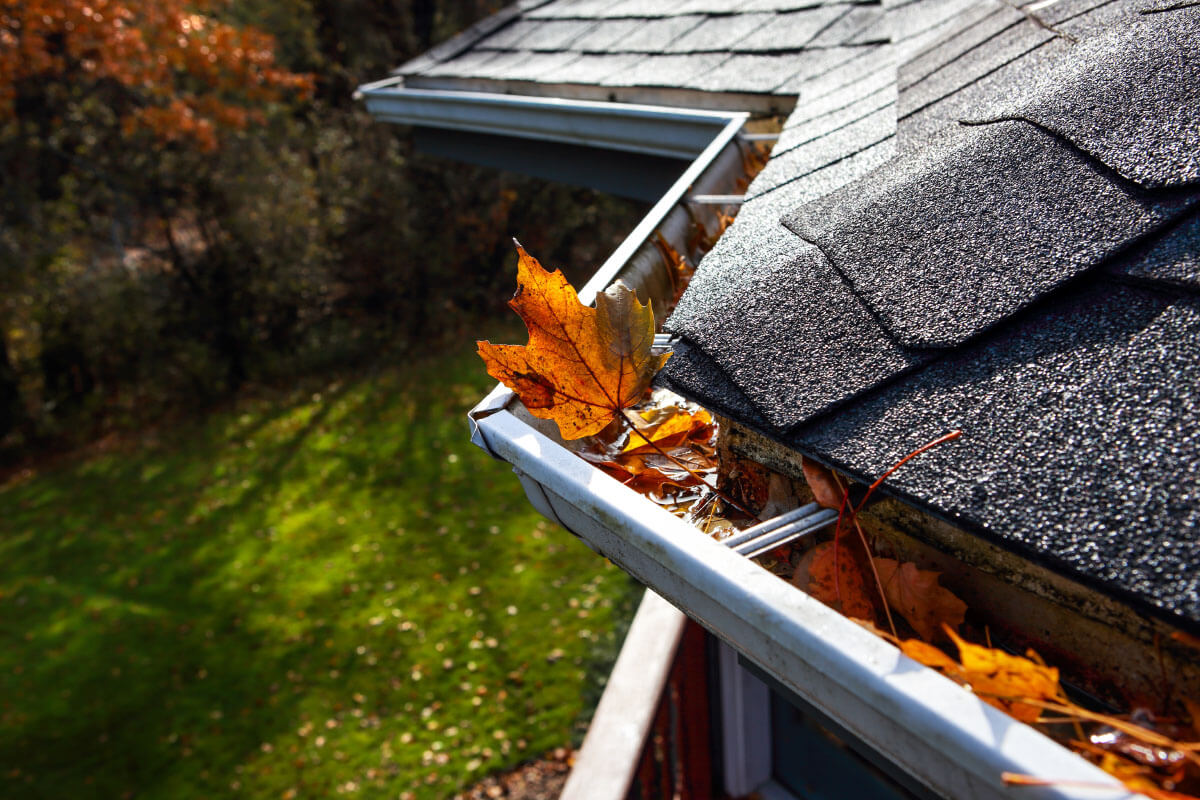 gutter clogged with fall Maple leaves