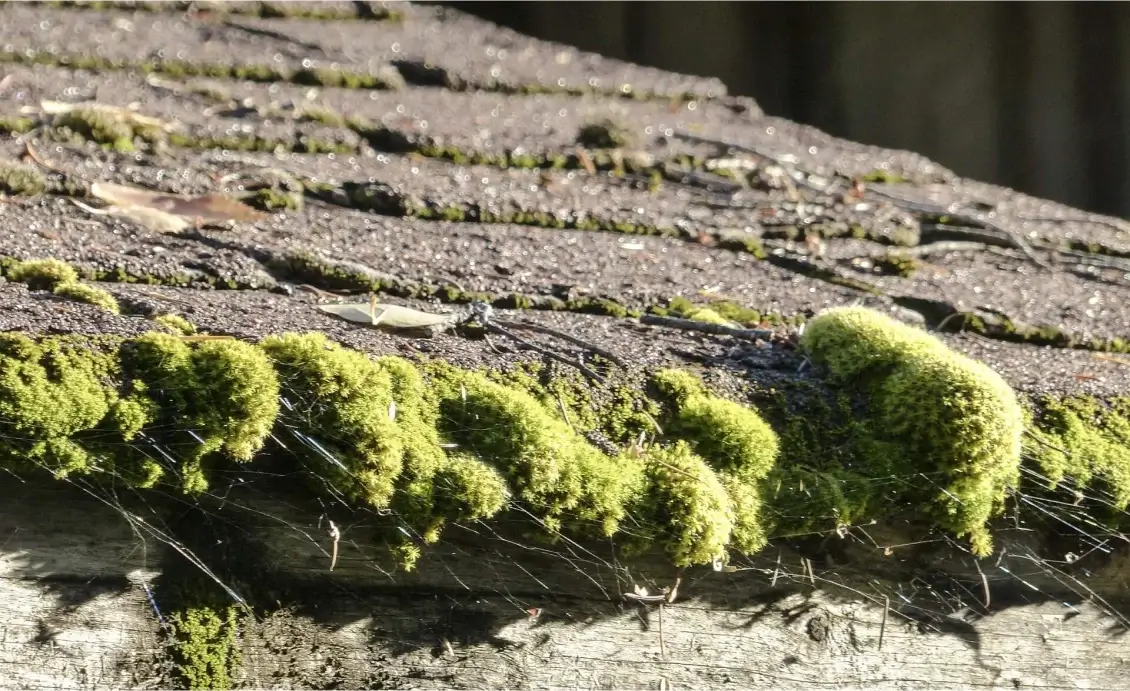5-Signs-Its-Time-To-Replace-A-Roof.